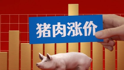 各城市今日猪价行情分析