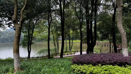 豫光金铅，定增“一日游”？