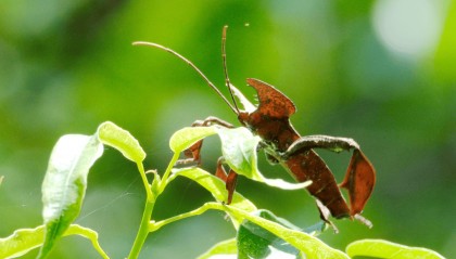 三明最新发现！半年前，国际期刊刚“认证”的新物种