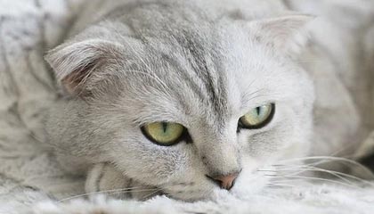 鹰眼预警:龙江交通应收账款增速高于营业收入增速